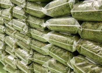 Über 100 kg medizinisches Cannabis aus Deutschland Hanf News