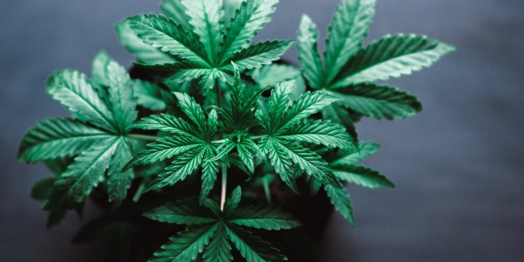 Cannabis-Plantage-gefunden-1