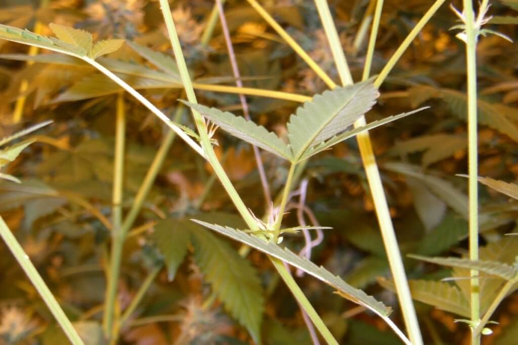 Diese Pflanze kann den Anbau von Sensimilla Marihuana verderben, sie zwittert