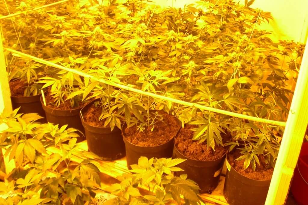 Marihuanablüte Indoor in provisorischer Growkammer