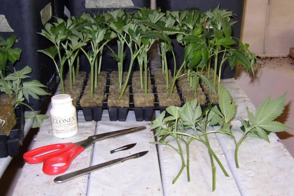 Feminisierte Marihuanasamen aus Stecklingen einer Mutterpflanze produzieren
