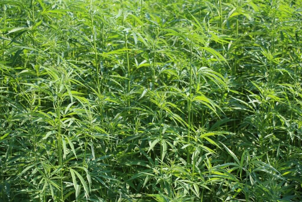 Cannabis Pflanzenkunde zu einer vielfältigen und uralten Kulturpflanze der Menschheit
