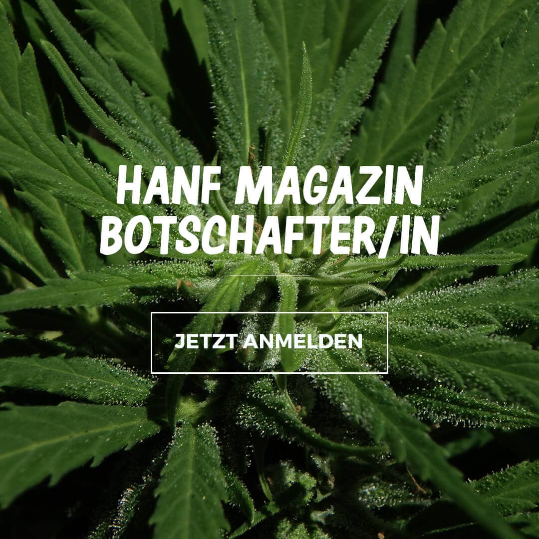 Hanf Magazin Botschafter - Hanf Magazin