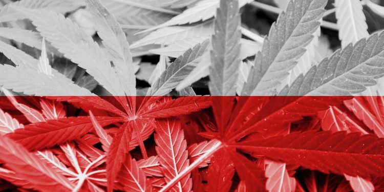Polen-Cannabis