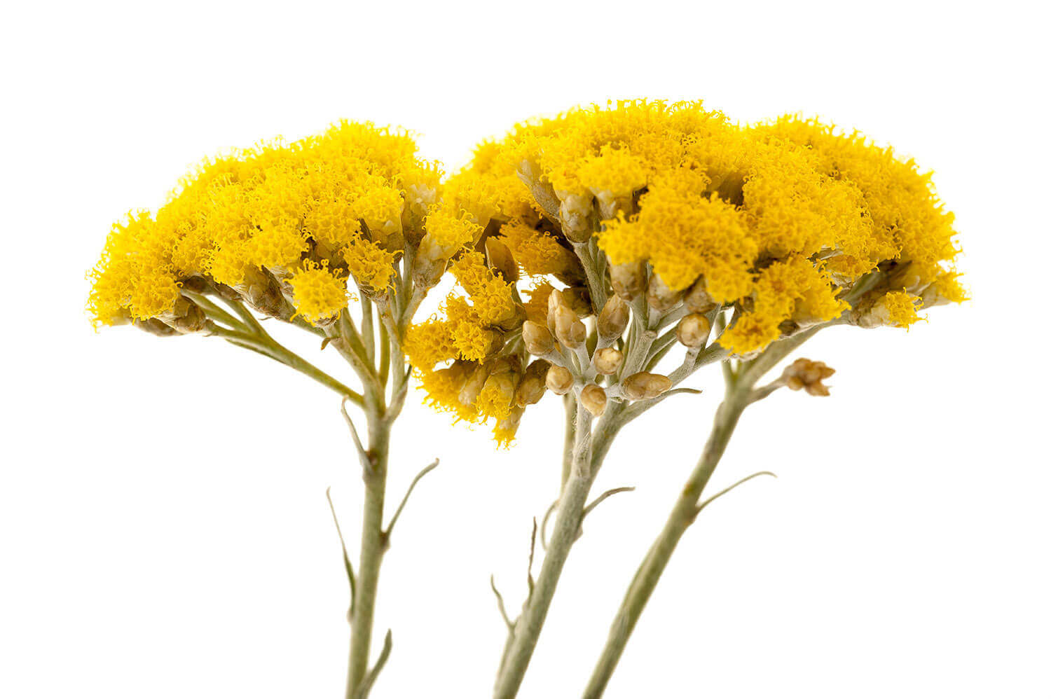 Helichrysum_Umbraculigerum