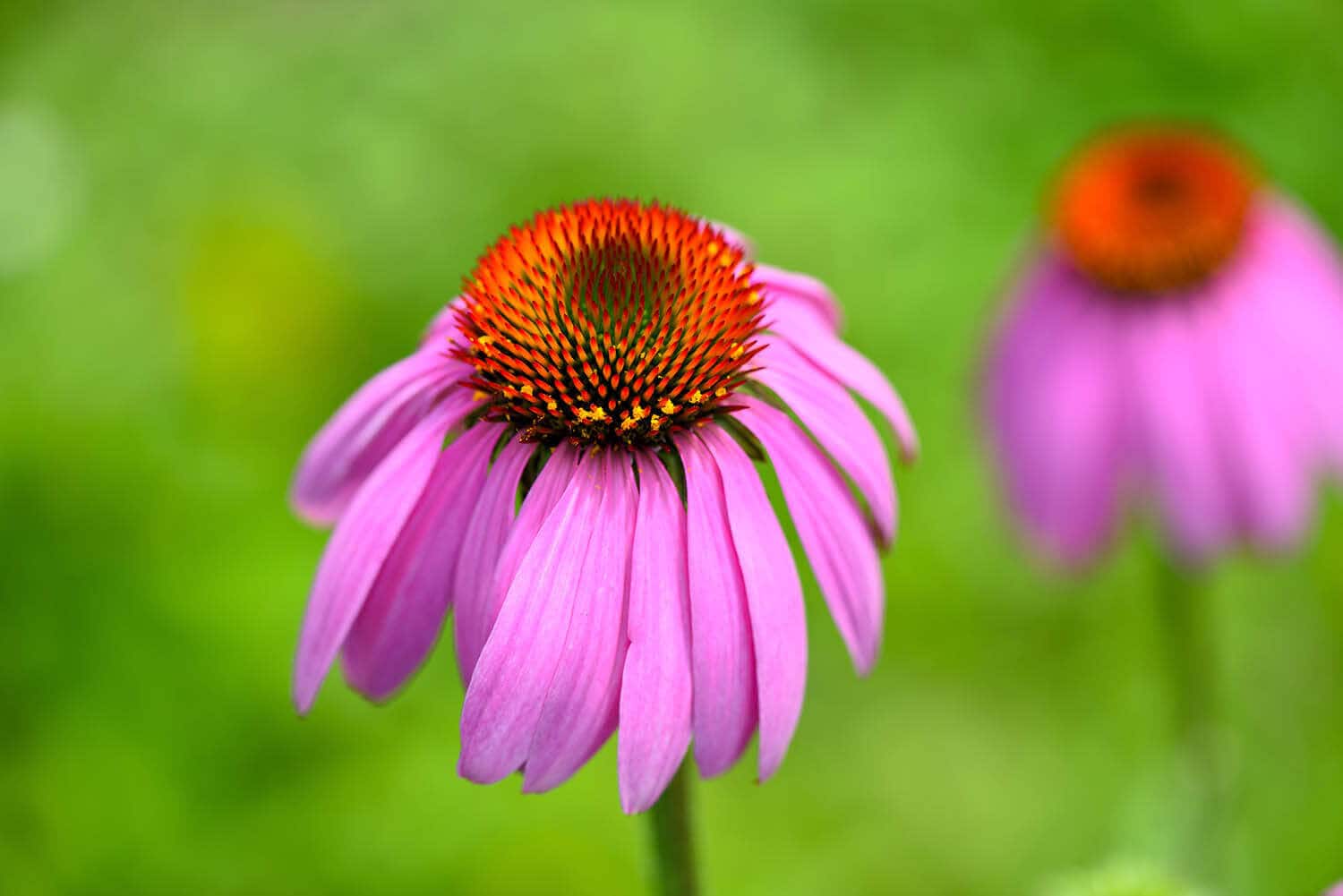 sonnenhut_echinacea