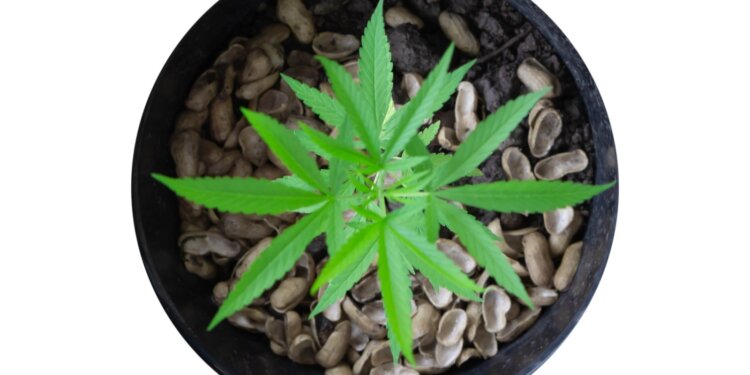 Bitburger-Holding-investiert-in-Cannabis-Startup