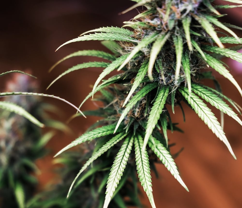 Legalisierung-von-Cannabis-in-den-Niederlanden-4