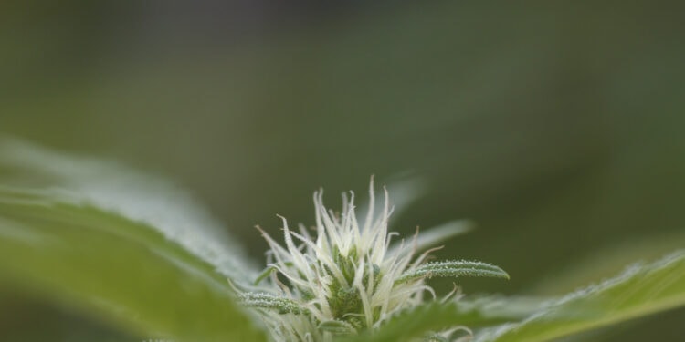 Stada-bietet-medizinisches-Cannabis-an