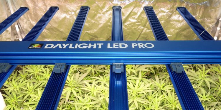 Testgrow-Maxibright-Daylight-LED