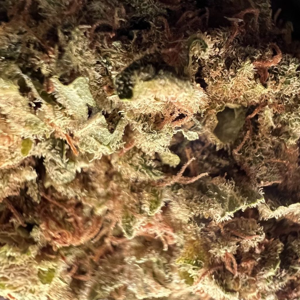 Medizinalcannabis-Strain-Review-Khiron-G-19_1-Gelato_2-1