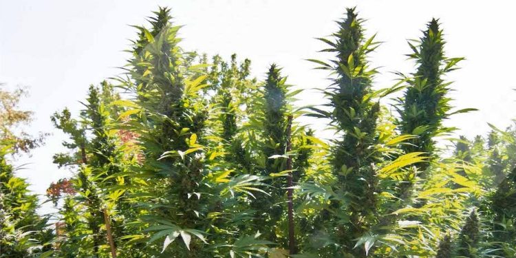 hollands-hope-original-dutch-outdoor-cannabis-genetics-by-dutch-passion