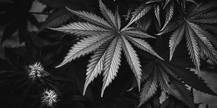 Medizinisches_Cannabis_der_Zukunft